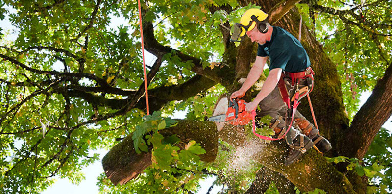 Sitka City And Borough Tree Service