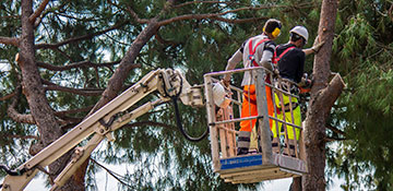 Tree Service in Opt Out, AK