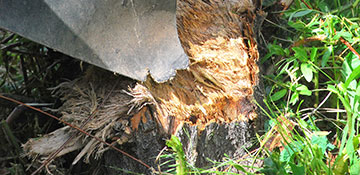 Stump Grinding in Van Buren, AR