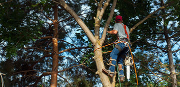 Tree Trimming in Topanga, CA