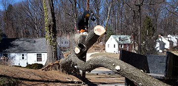 Tree Removal in Privacy Policy, DE
