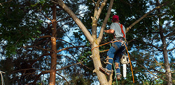 Tree Trimming in Mount Olive, AL